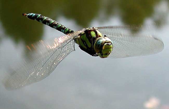 蜻蜓能活多长时间