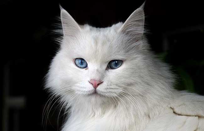 梦见白猫