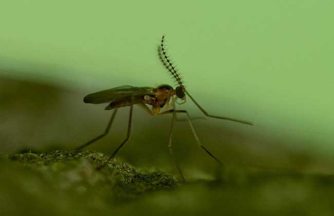 食蚜瘿蚊