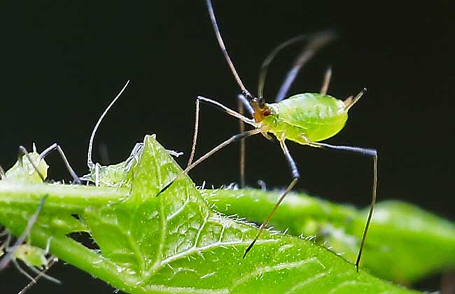 蚜虫生物防治