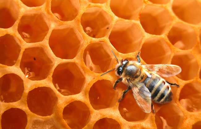蜜蜂怎么养