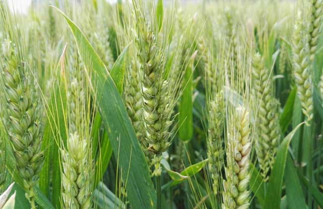 小麦什么时候传入中国的？