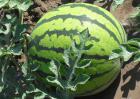 吃西瓜可以减肥吗？