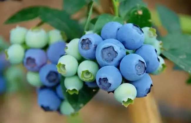 蓝莓皮可以吃吗