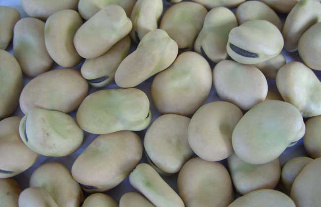 蚕豆价格多少钱一斤？