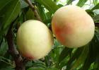 桃子是凉性还是热性？
