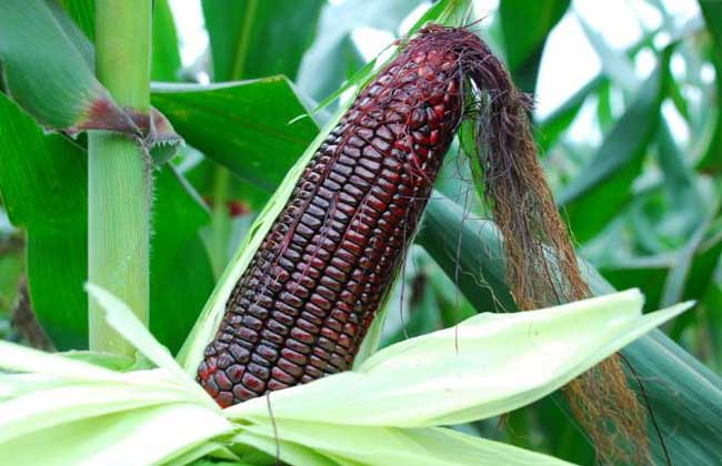 黑玉米种子价格及种植方法