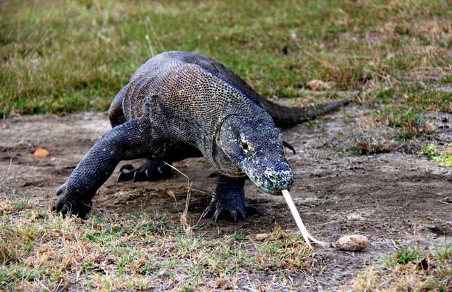 科莫多巨蜥吃什么食物？