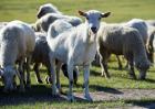 牛羊口蹄疫症状及防治方法