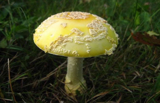 蘑菇2