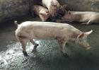 养猪怎么巧妙使用阿莫西林效果最好？