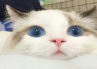 超级可爱的布偶猫图片鉴赏