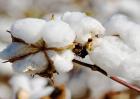 棉花的种植前景