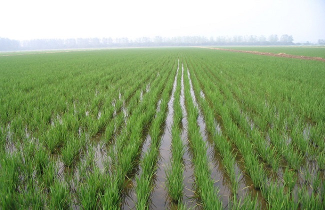 水稻高产的施肥方法