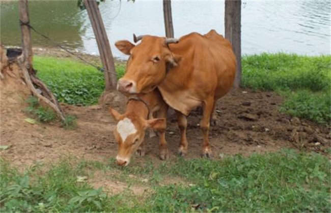 母牛常见流产原因