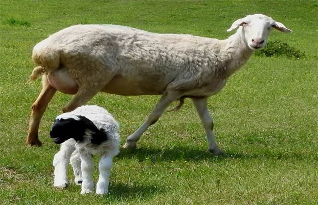 母羊 流产 原因