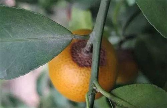 柑橘的常见病虫害防治方法