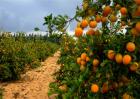 柑橘的园间管理方法