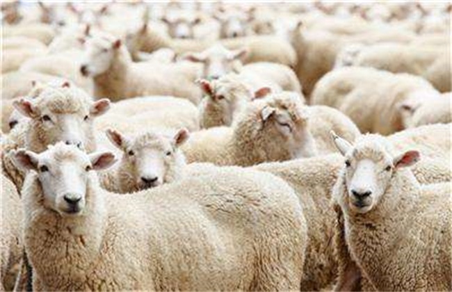 羊 夏季 病害 防治