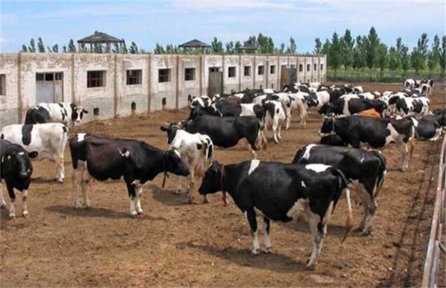 牛 养牛场 预防 病害