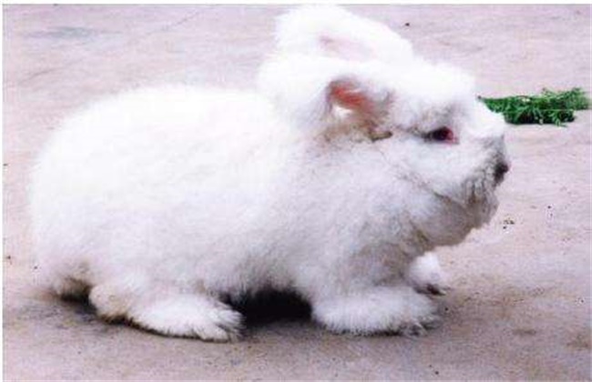 长毛兔催毛方法