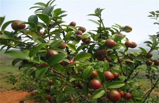 油茶树的种植方法