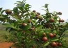 油茶树的种植方法