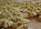 雏鸭对饲养环境条件的要求