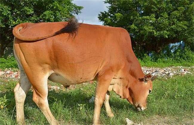 黄牛 繁殖性能 提高方法