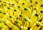 香蕉高产种植技术