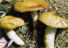 蘑菇黄菇多的原因及防治措施