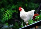 白羽肉鸡的养殖方法