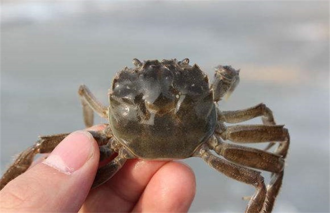 秋季河蟹死亡的原因及预防措施