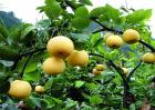 种植梨子的环境要求