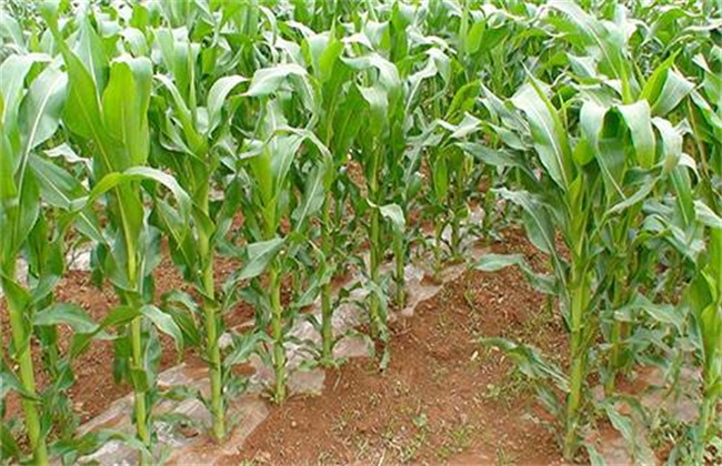 影响玉米产量的原因