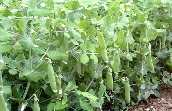 荷兰豆 注意事项 种植