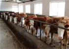 肉牛养殖场建设
