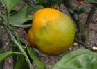 脐橙常见病虫害的防治方法