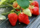 草莓常见病害及防治