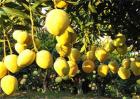 种植芒果需要什么环境
