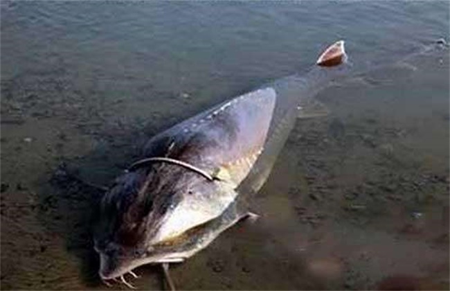 鳇鱼的养殖技术