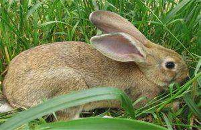野兔养殖注意事项