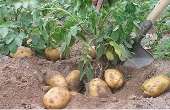 马铃薯种植的注意事项