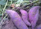 紫薯的种植技术