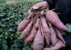 紫薯的田间管理