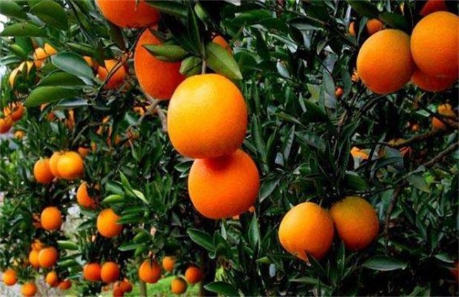 脐橙 种植 方法