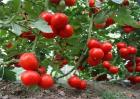 西红柿生长环境要求