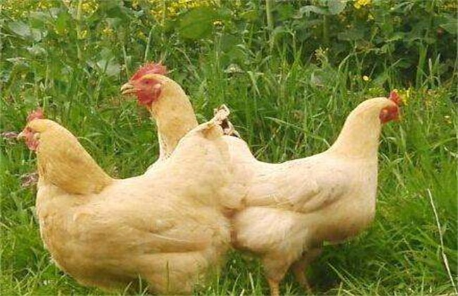肉鸡 养殖 优势