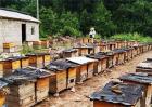 蜜蜂养殖赚钱吗