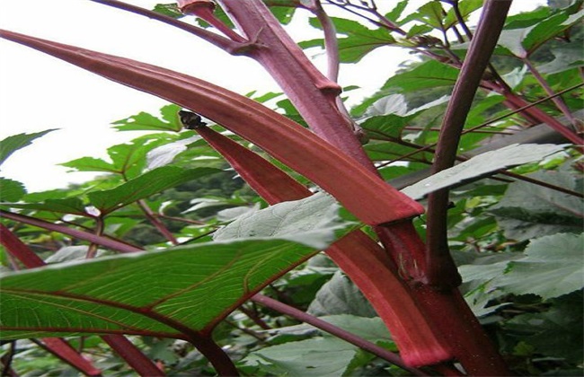 红秋葵 栽培 技术